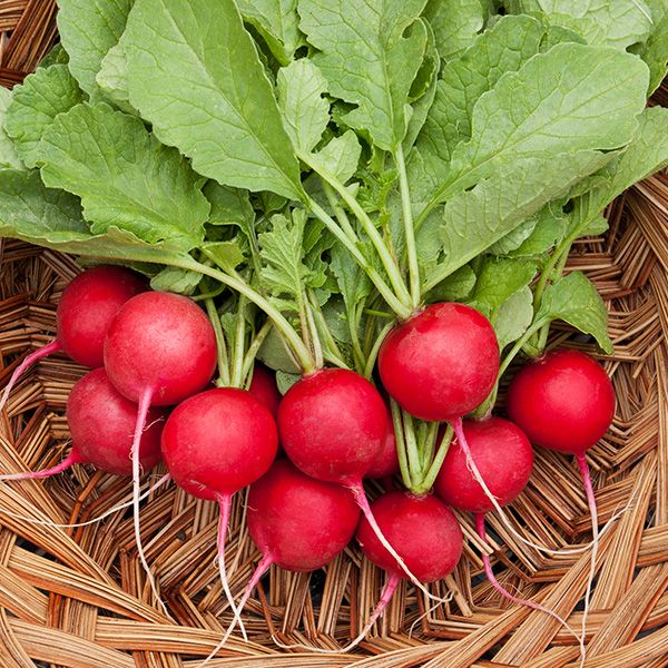 Cherry Raddish (bunches)