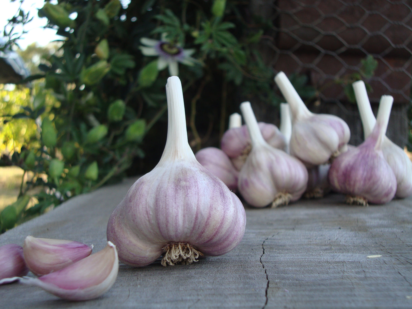 Garlic (Italian Pink)