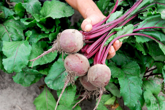 Red Beetroot (bunches or loose)