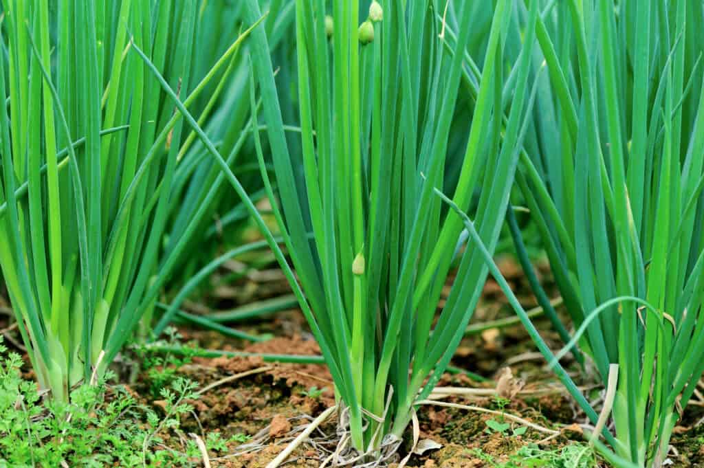 Shallot (bunches)